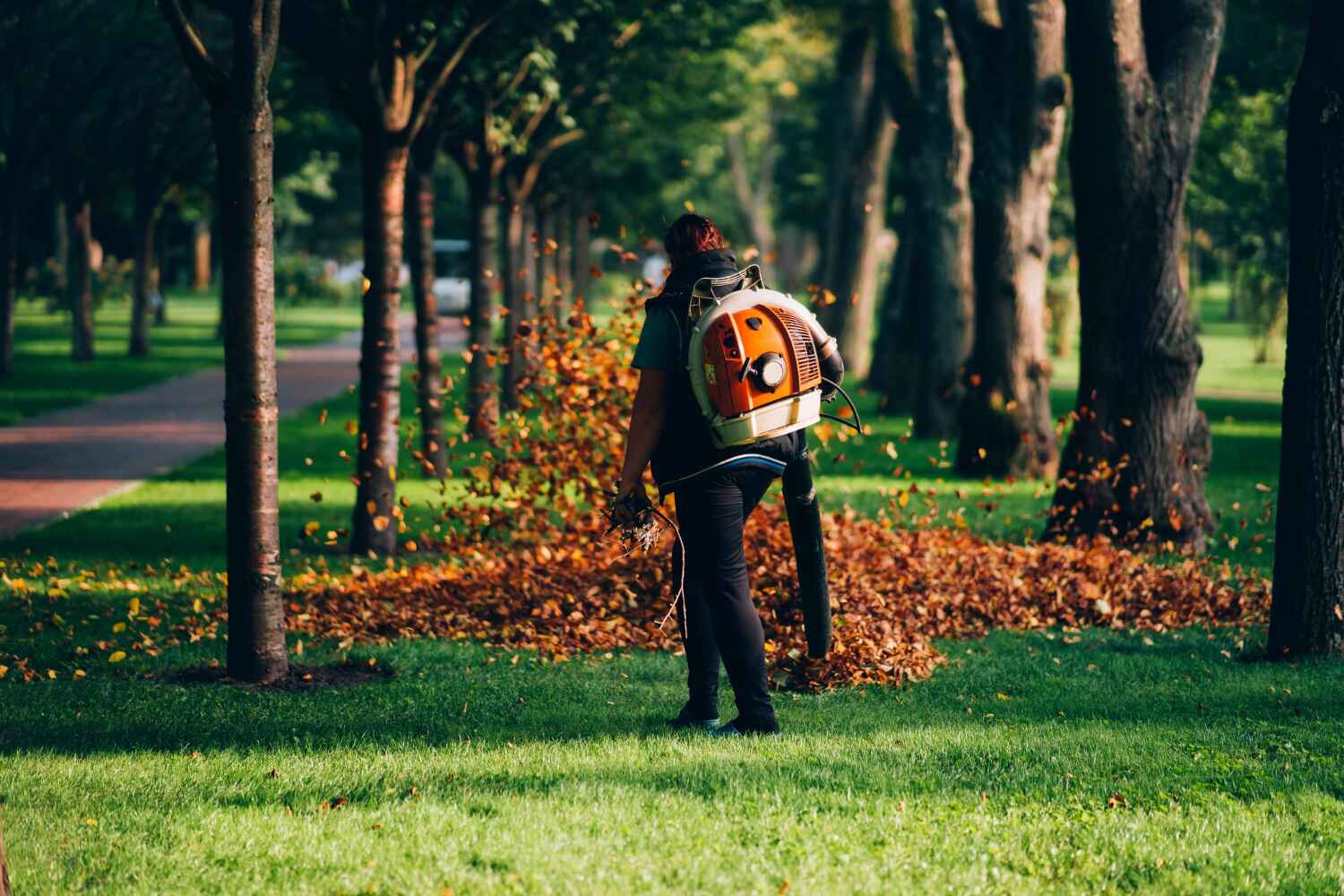 Trusted Catawissa, PA Tree Service Experts